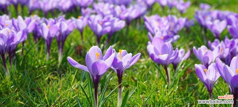 探寻春天的花海 春风沐浴,沙洲蕃红花绽放