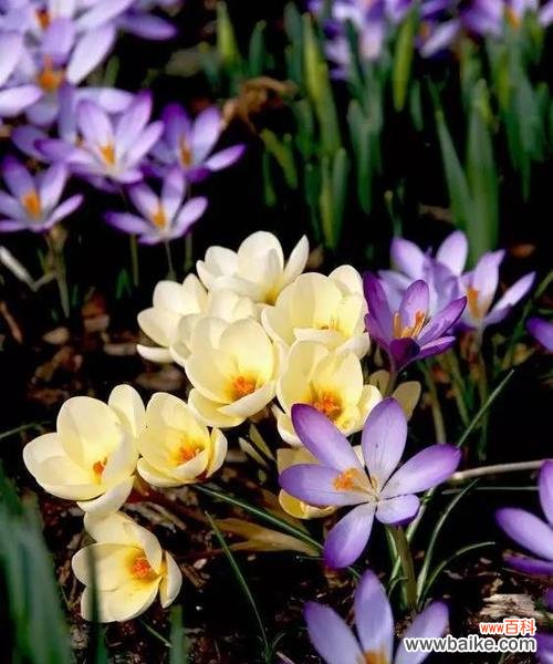 探寻春天的花海 春风沐浴,沙洲蕃红花绽放