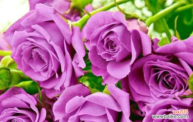 用52朵玫瑰诠释爱情的深度和浪漫 52玫瑰花朵数的含义