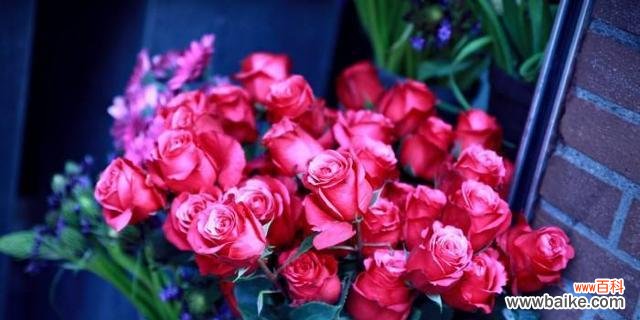 探索玫瑰花语的深意 玫瑰花语