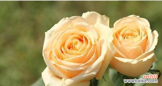 探索玫瑰花语的深意 玫瑰花语