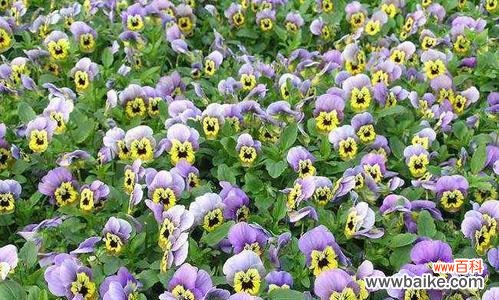 探寻自然之美 春日野趣，花开三色菫