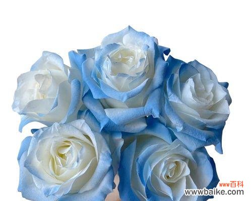 探索玫瑰花在爱情 玫瑰花的五重意义