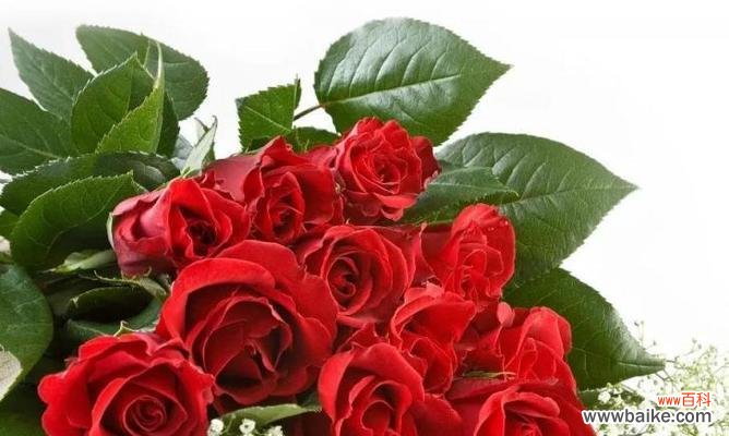 七朵玫瑰的花语含义及其象征的情感 七朵玫瑰花语的意义——用花传递爱的信息
