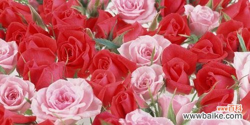 探究8朵红玫瑰花所传达的深刻寓意 8朵红玫瑰花的意义和象征