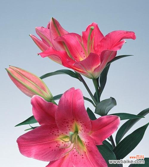 5只白色百合花的寓意是什么？白色百合花象征着什么？