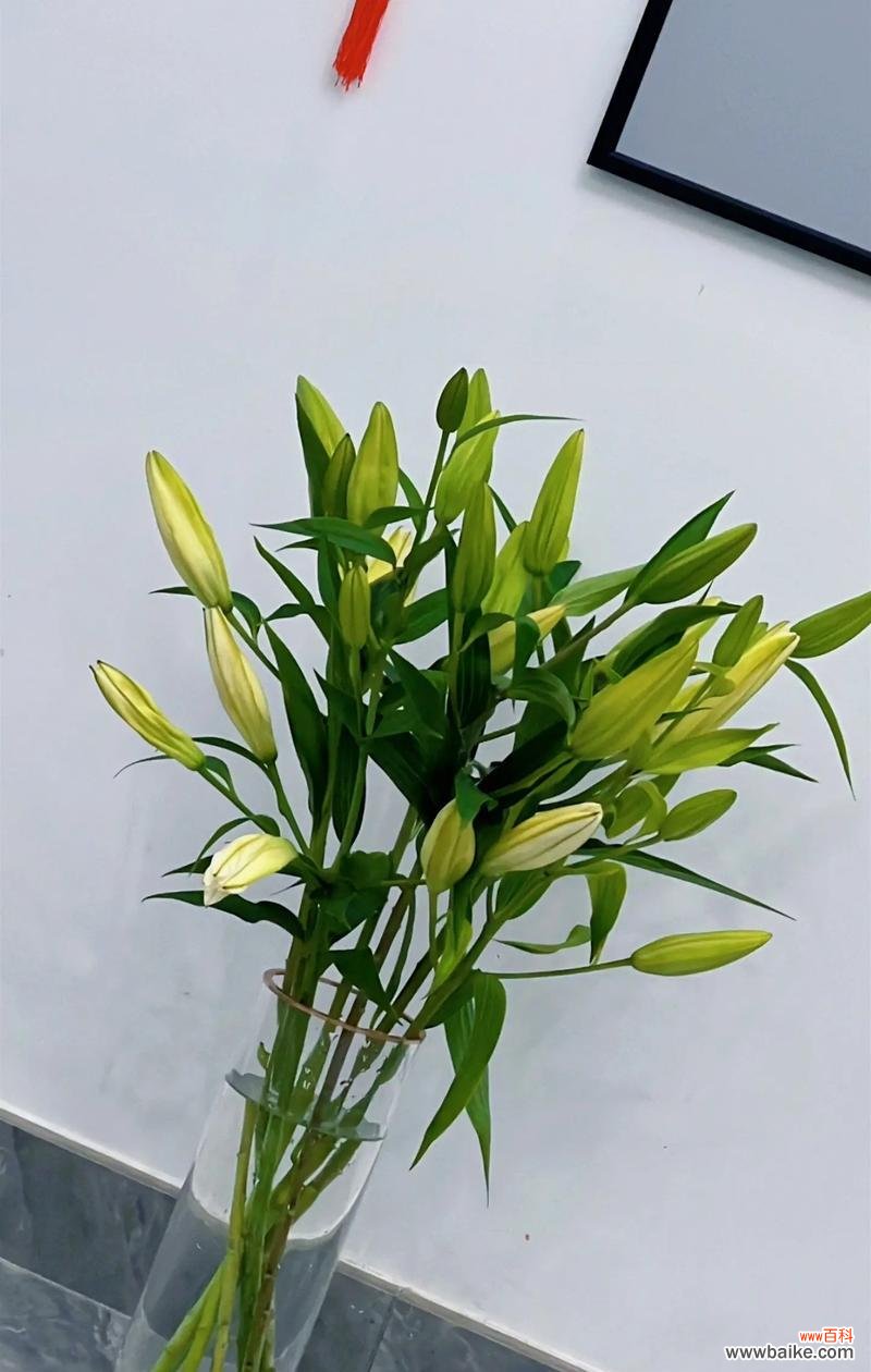 5只白色百合花的寓意是什么？白色百合花象征着什么？