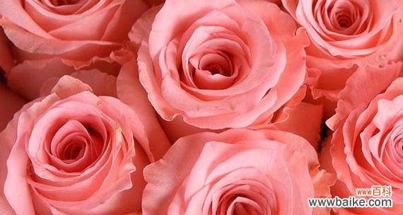 粉色鞋子的花语是什么？它代表了什么含义？