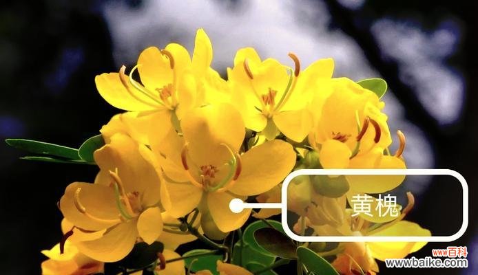 不同季节的花有哪些含义？季节花的寓意是什么？