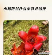 不同季节的花有哪些含义？季节花的寓意是什么？