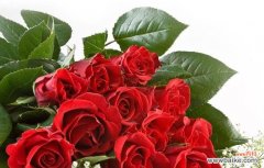 哪种花象征着救赎的爱情？象征救赎的爱情的花是什么？