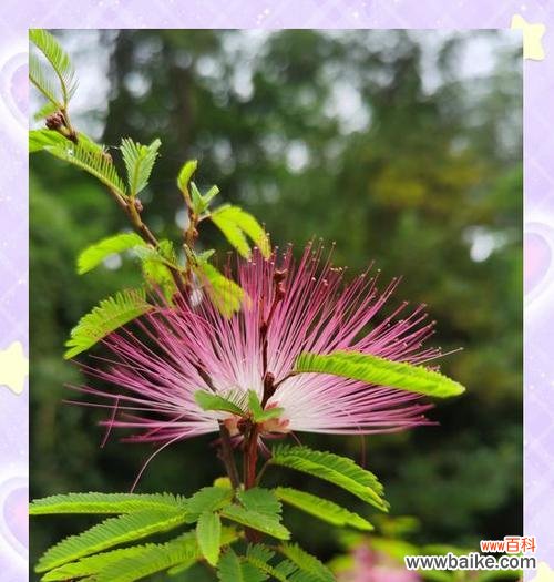 哪种花象征着救赎的爱情?象征救赎的爱情的花是什么?