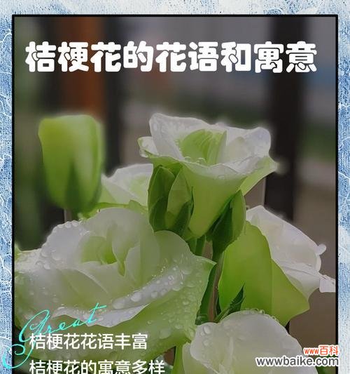 送长辈父亲花的寓意和花语是什么?