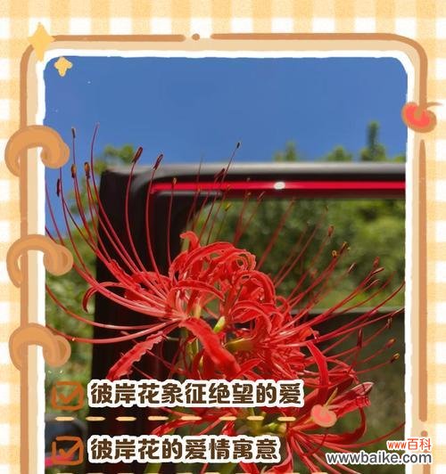 黄色彼岸花代表什么寓意和象征？