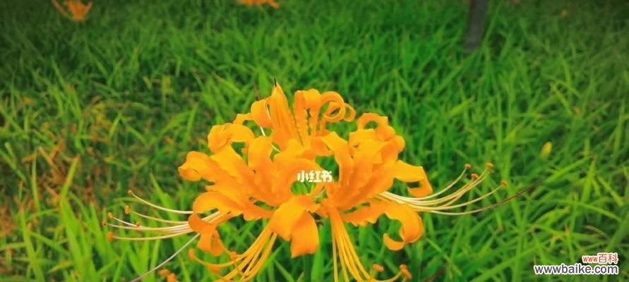 黄色彼岸花代表什么寓意和象征？