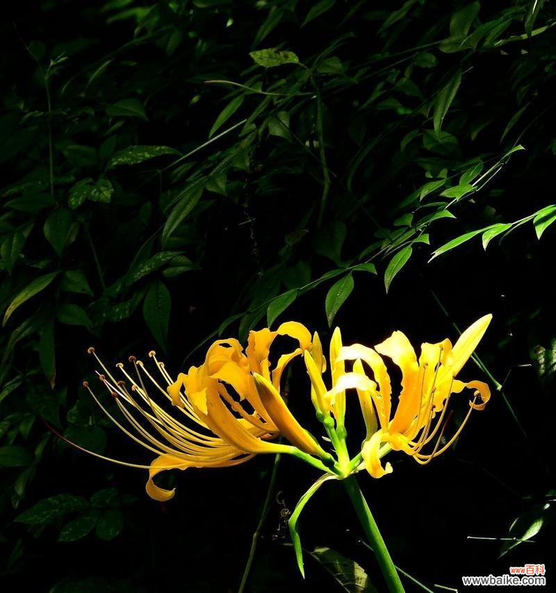 黄色彼岸花代表什么寓意和象征？