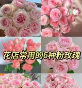 粉色玖瑰花的寓意是什么？