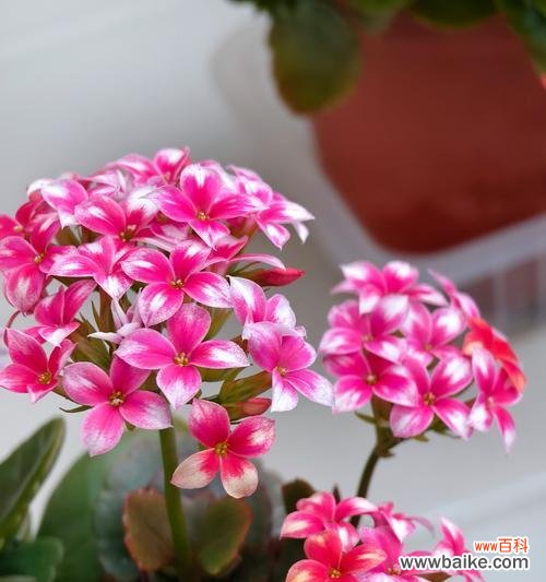 花的颜色代表什么？紫色橙色粉色花的寓意是什么？