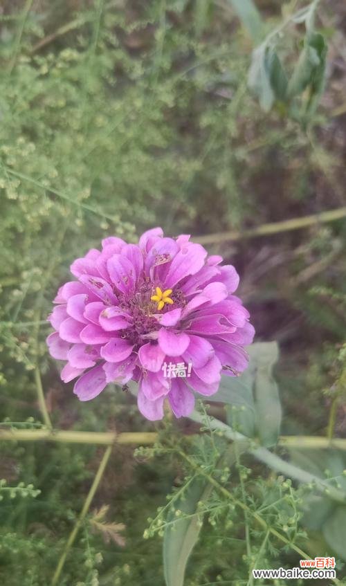 花的颜色代表什么？紫色橙色粉色花的寓意是什么？