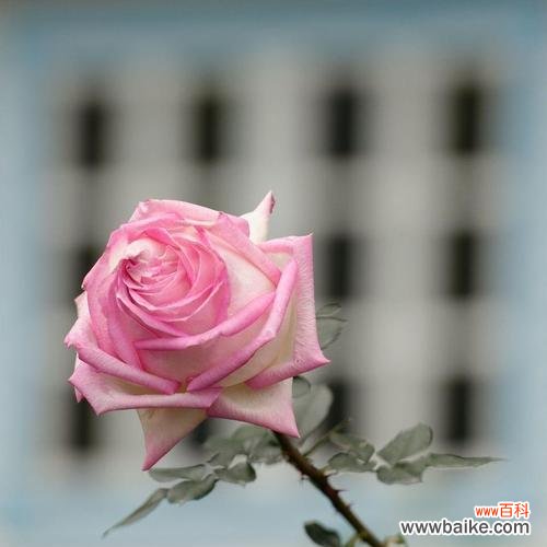 粉色花的花语大全是什么?粉色理论有哪些含义?