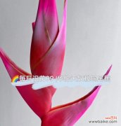 粉色花的花语大全是什么？粉色理论有哪些含义？