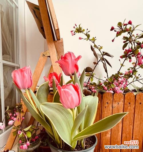 春节布置花的意义是什么?如何选择合适的花卉?