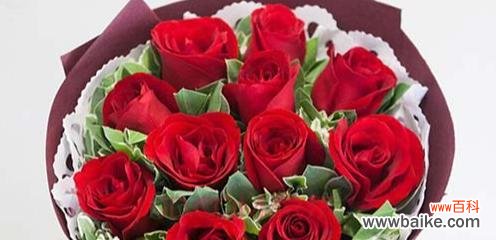 探寻红玫瑰的深意与文化底蕴 红玫瑰的浪漫与传承