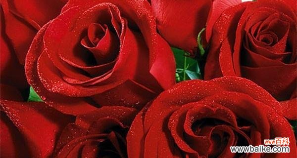 红玫瑰与粉玫瑰