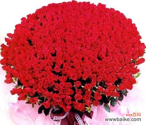 探寻红玫瑰朵数背后的含义 红玫瑰朵数的象征意义