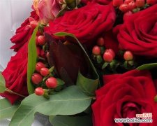 探寻红玫瑰朵数背后的含义 红玫瑰朵数的象征意义