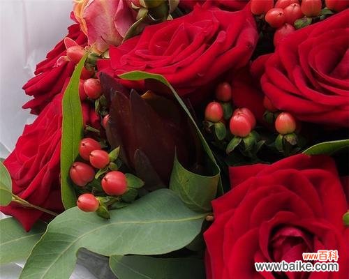 探寻红玫瑰朵数背后的含义 红玫瑰朵数的象征意义