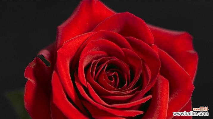 表达爱意的方式，11朵红玫瑰花语详解 爱的誓言，11朵红玫瑰花语的意义