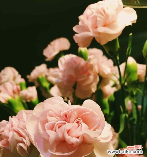 康乃馨传递的爱与敬意 红色康乃馨的象征意义