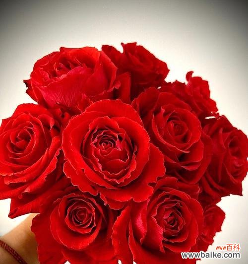 传递爱的语言-玫瑰花 八朵红玫瑰花的寓意