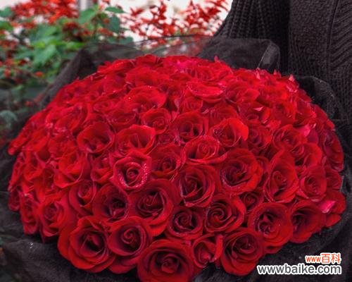 传递爱的语言-玫瑰花 八朵红玫瑰花的寓意