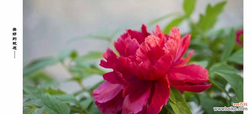 花开寓意、历史传承、文化象征、心灵感悟 红牡丹