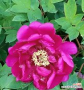 花开寓意、历史传承、文化象征、心灵感悟 红牡丹