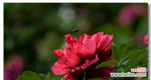 花开寓意、历史传承、文化象征、心灵感悟 红牡丹