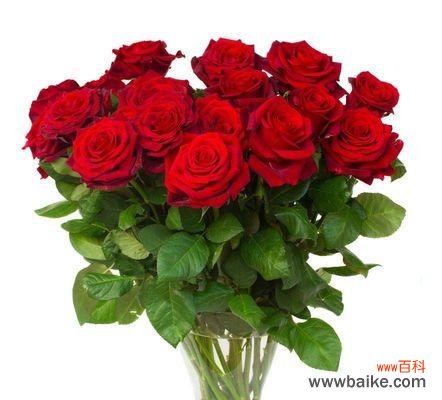 探寻红玫瑰的花语和历史背景 红玫瑰的含义与象征