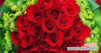 探寻红玫瑰的花语和历史背景 红玫瑰的含义与象征