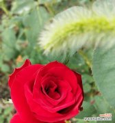 浓情蜜意，真爱永恒 红色玫瑰的花语与意义