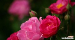 热情洋溢的红蔷薇，透露着无尽的爱意 红蔷薇花语