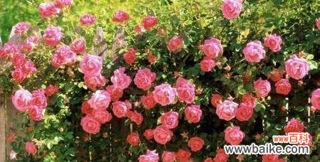 热情洋溢的红蔷薇,透露着无尽的爱意 红蔷薇花语