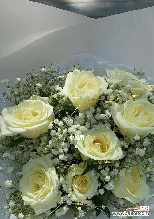 纯洁 9朵白玫瑰的意义与象征