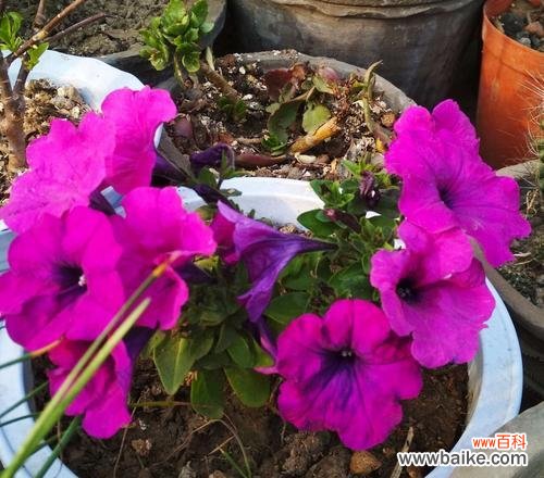 深度解读矮牵牛花的花语 矮牵牛花的花语