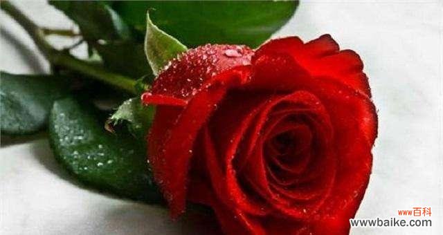 九朵玫瑰花传递的情感与祝福 九朵玫瑰花的象征意义