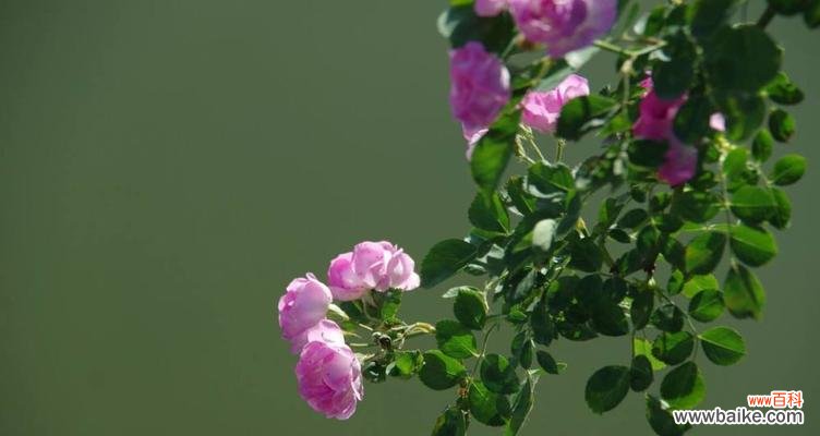 探寻野蔷薇的神秘花语 澳洲野蔷薇花语的深意