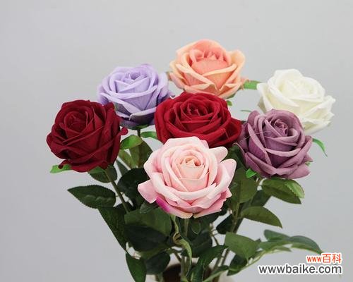 解析玫瑰花各色彩的寓意与传达的情感 八朵玫瑰花的意义与象征