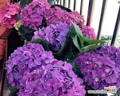 神奇八仙花 八仙花的花语与传说