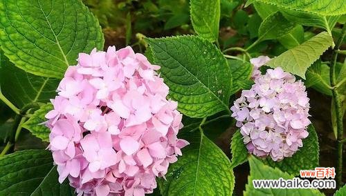 神奇八仙花 八仙花的花语与传说